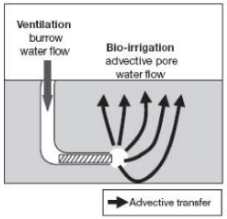 <p>I- or J- shaped burrows, because ventilation flows can penetrate the surrounding porous sediment matrix.</p>