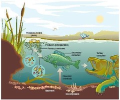 <p>Focus - Effect of population interactions on community organization</p><p>Unit - Groups of different species in an area</p><p>Ex: Interactions between fish, turtles, and dragonflies in a pond</p>