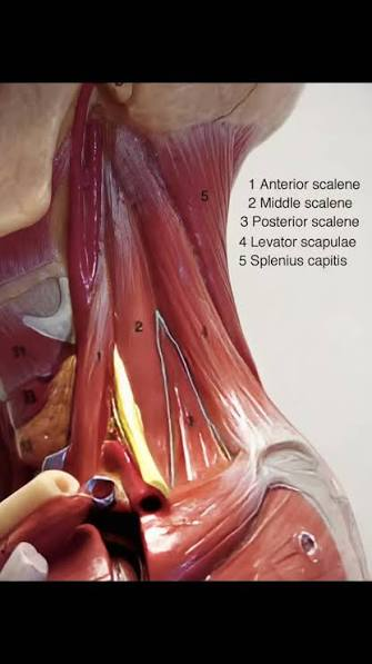 <p>Levator scapulae</p>