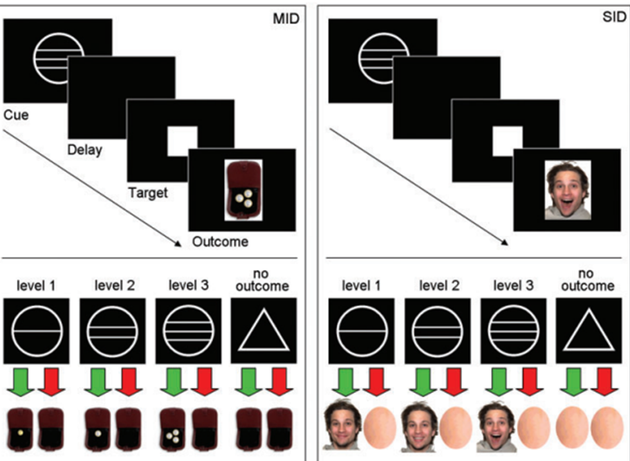 <p>What did Spreckelmeyer find in a study of operant conditioning using anticipation of monetary and social rewards where ppts had to hit a button as fast as possible when a white target square appears preceded with a circle cue presenting different levels of potential reward if hit quick enough or triangle cue indicating no outcome regardless of reaction time?</p><p></p>