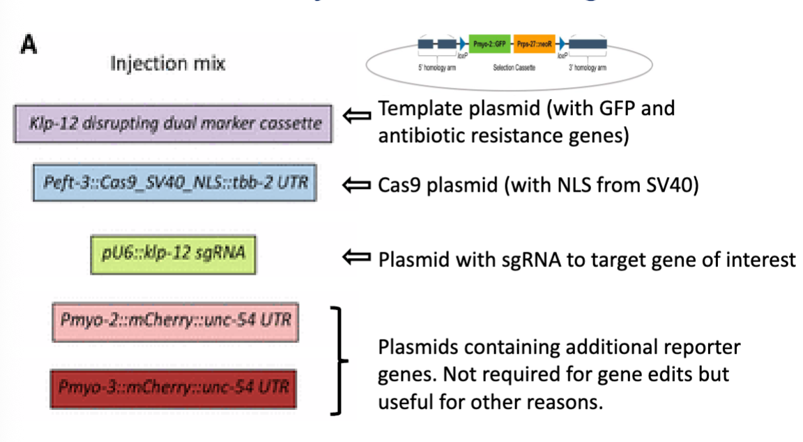 <ul><li><p>slide is showing the components you inject into <em>C. elegans</em> to carry out a CRISPR gene knockout (each plasmid has a specific role)</p></li><li><p>need Cas9 plasmid with NLS signal to cut DNA</p></li><li><p>need guide RNA to tell Cas9 where to cut</p></li><li><p>need a repair template to disrupt the gene (used during DNA repair after Cas9 cuts)</p></li></ul><p></p>
