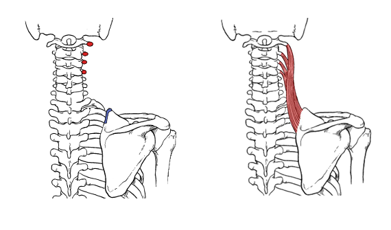 <p>Levator Scap actions</p>