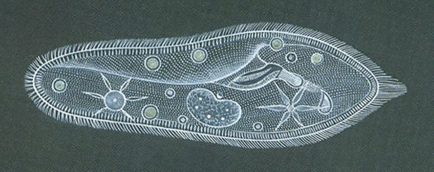 <p>sinh vật Bacteria are tiny living ___________s that cannot be seen with the naked eye.</p>