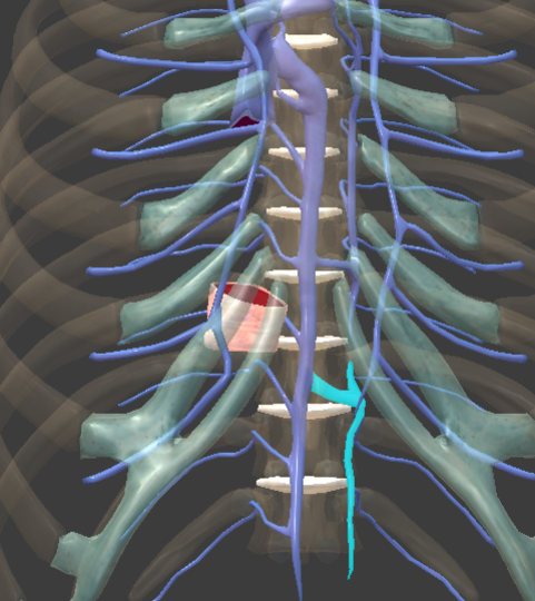 <p>draining the left lower thoracic cavity, the accessory hemiazygos vein drains the upper left thoracic cavity</p>