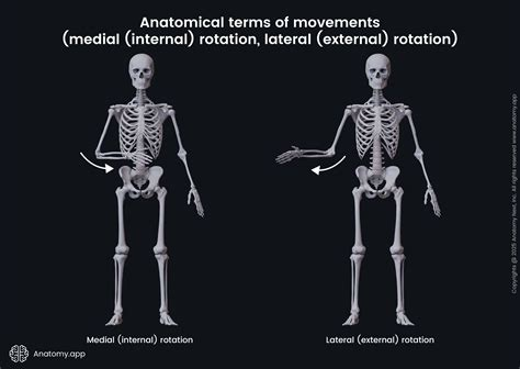 <p><strong>Lateral rotation</strong> is defined as the external rotation of the limb away from the midline. For instance, the <strong>lateral rotation</strong> at the hip joint can be brought about by externally rotating a fully extended lower limb, such that the big toe points outwards. The rotational movement occurs along the long axis of the lower limb. Similarly, when the arms are placed on the side of the chest and elbows flexed (as if holding a tray), then <strong>lateral rotation</strong> at the shoulder joint can be brought about by bringing the forearm and hand outwards. Here, the rotational movement occurs along the long axis of the humerus.</p><p><br></p>