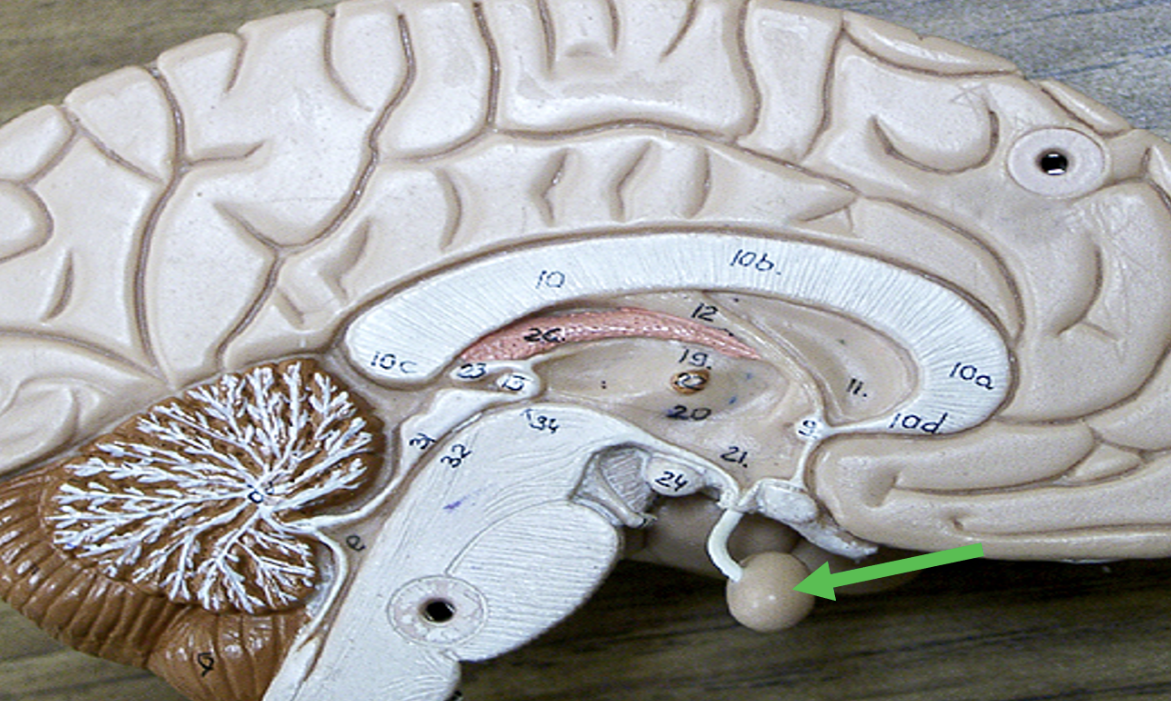 <p>Identify the area of the brain indicated by the pointer.</p>