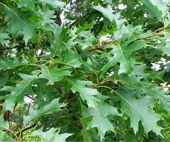 <p>Red Oak </p>