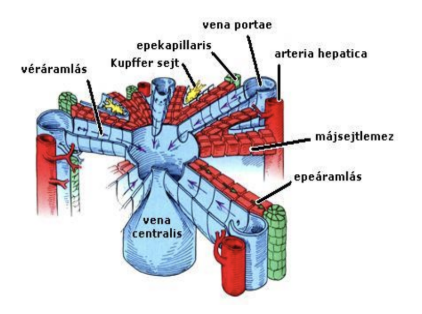 <ul><li><p style="text-align: justify;"><span style="background-color: transparent;">A máj legkisebb működési egysége</span></p></li><li><p style="text-align: justify;"><span style="background-color: transparent;"><strong>Májsejtgerendák</strong> alkotják, amik egy vagy két sorba rendeződő, májsejtekből épülnek fel</span></p></li><li><p style="text-align: justify;"><span style="background-color: transparent;">A májgerendák között öblök (<strong><em>sinusok</em></strong>) alakulnak ki, amelyeket a <strong>Kupffer-féle sejtek</strong> határolnak</span></p></li><li><p style="text-align: justify;"><span style="background-color: transparent;">Májlebenyke közepén: <em>vena centralis</em> → <em>vena hepatica</em> (elvezetés)</span></p></li><li><p style="text-align: justify;"><span style="background-color: transparent;">Májlebenyke szélén: portalis terek → <em>arteria hepatica, vena portae</em>, epeút</span></p></li></ul><p></p>