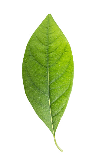 <p>a narrow, wedge-like shape where the sides of the leaf converge toward the petiole or stem, forming a tapering base</p>