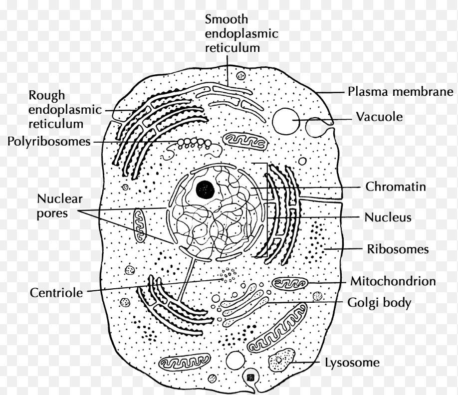<p>Cell communication and transportation</p>