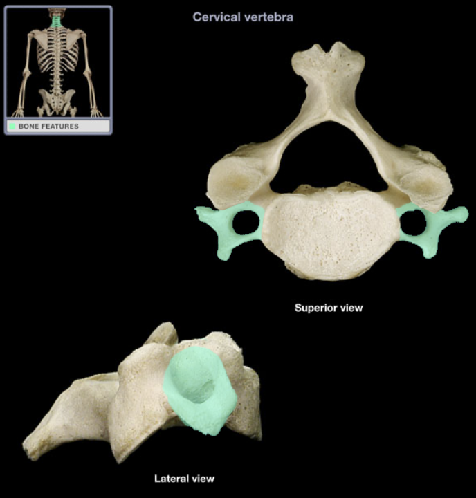 <p>(neck spine) anterior part, forms rings and articulate body</p>