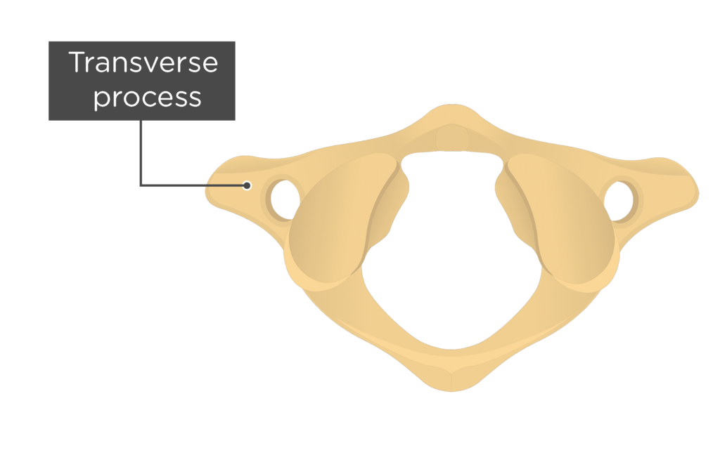 <p>artiuclates with occipital condyles </p>