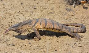 <p>what is the family level name for monitor lizards?</p>