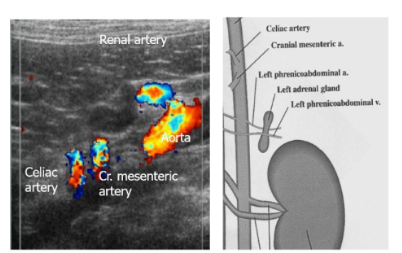 <ul><li><p>left phrenicoabdominal artery</p></li><li><p>left phrenicoabdominal vein</p></li><li><p>aorta with the cranial mesentaric artery and celiac artery branching off cranial to the adrenals </p></li></ul><p></p>
