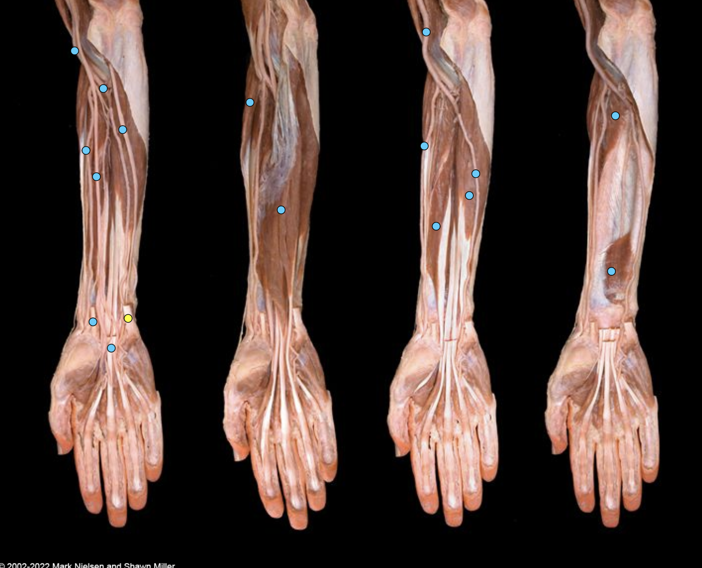 knowt flashcard image