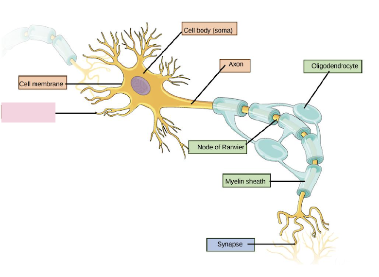 <p>Receive signals from environments or other neurons</p>