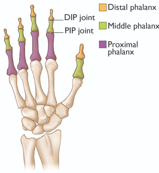 <p>Proximal Interphaangeal Joint (PIP)</p>