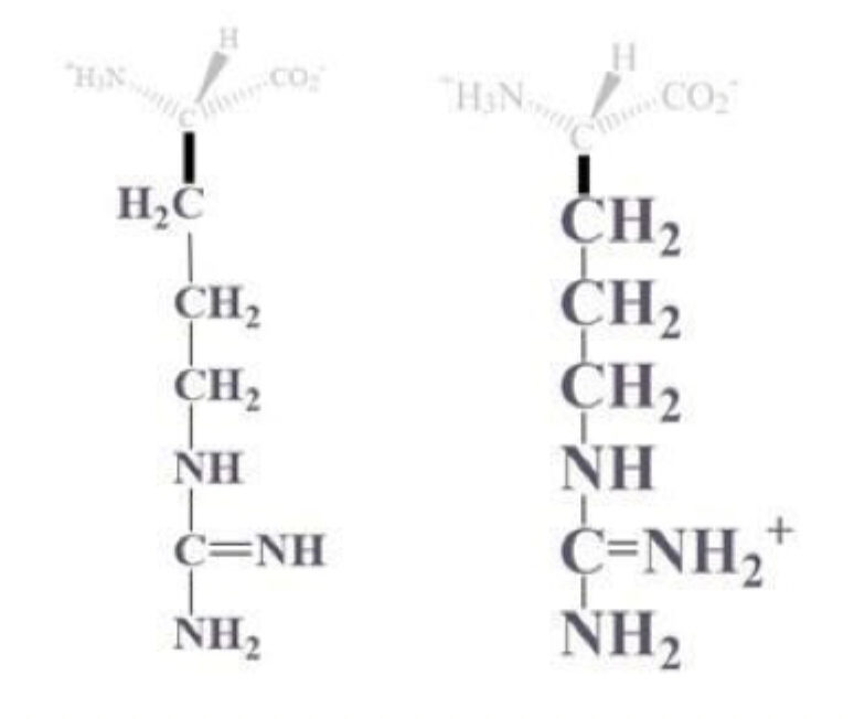 <ul><li><p>arg, R</p></li></ul><p></p><ul><li><p>CH2 - CH2 - CH2 - NH - C bound to NH2 and (=NH or =NH2+)</p></li></ul><p></p><ul><li><p>(+) charged at pH 7, basic and polar </p></li></ul><p></p>