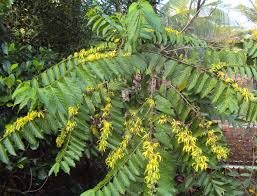 <p>Strongly fragrant tropical tree native to the Philippines and Southeast Asia; conservation status: not endangered. Most easily identified by its intensely aromatic, drooping, star-shaped yellow-green flowers that produce the famous “ylang-ylang” essential oil, making it one of the most important perfume trees in the tropics.</p><p>A medium to large evergreen tree typically growing 10–20 meters tall, occasionally up to 30 meters, with a broad spreading crown about 6–15 meters wide. Trunk usually reaches 0.3–0.8 meters in diameter with gray to gray-brown bark that is smooth when young and slightly fissured with age. It develops a moderate taproot with spreading lateral roots. Branching begins above human height, forming a loose, irregular canopy with drooping branches. Leaves are simple, alternate, elliptic to oblong (10–20 cm long), smooth-margined, with prominent pinnate venation and glossy green surface. Flowers are long-petaled, narrow, twisted, greenish-yellow turning bright yellow as they mature, highly fragrant, and borne year-round in warm climates. Fruits are small clusters of black, berry-like drupes containing seeds, dispersed mainly by birds.</p><p>Widely used in perfumery, essential oil production, aromatherapy, and ornamental planting in gardens, resorts, and cultural landscapes. No significant toxicity reported. In landscape applications, it is best suited for sensory gardens, residential landscapes, and park plantings where its fragrance can be experienced; it should be placed near pathways or seating areas but protected from strong winds and excessive pruning to preserve flowering and form, making it ideal as an aromatic focal tree.</p>