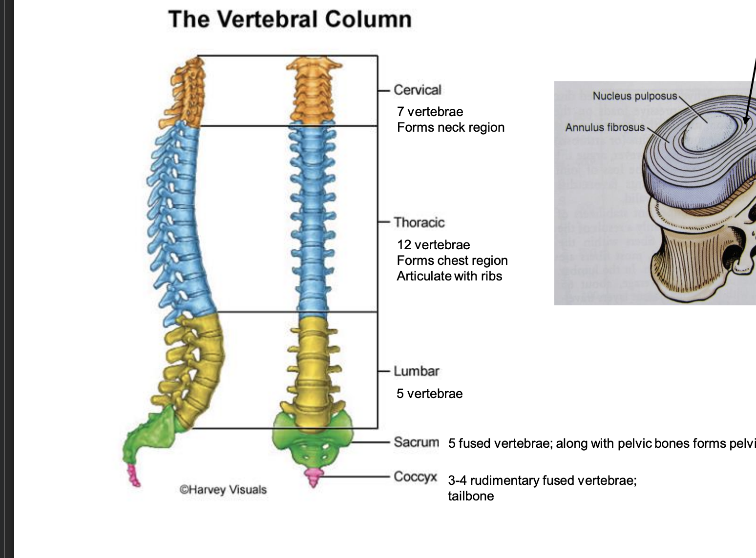 <p>Cervical, Thoracic, Lumbar, Sacrum, Coccyx</p>