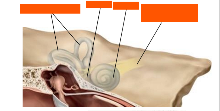 <p>Label the internal ear</p>