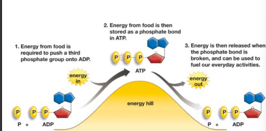 <ol><li><p>energy from food is required to push a 3rd phosphate group onto ADP (P + ADP)</p></li><li><p>energy from food is then stored as a phosphate bond in ATP </p></li><li><p>energy is then released when the phosphate bond is broken, and can be used to fuel our everyday activities (P + ADP)</p></li></ol><p></p>