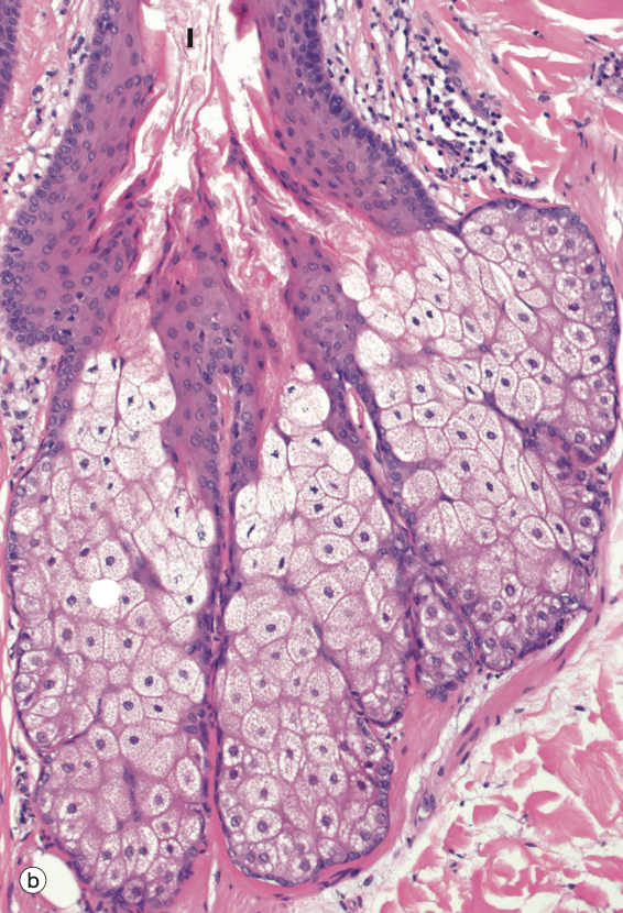 <p>Identify the Structure</p>