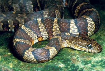 <p>Mistaken for Cottonmouth</p>