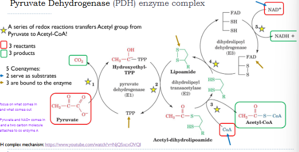 <p>5,</p><p>Pyruvate, CoA, NAD+</p><p>CO2, Acetyl-CoA, NADH</p><p></p><p></p>