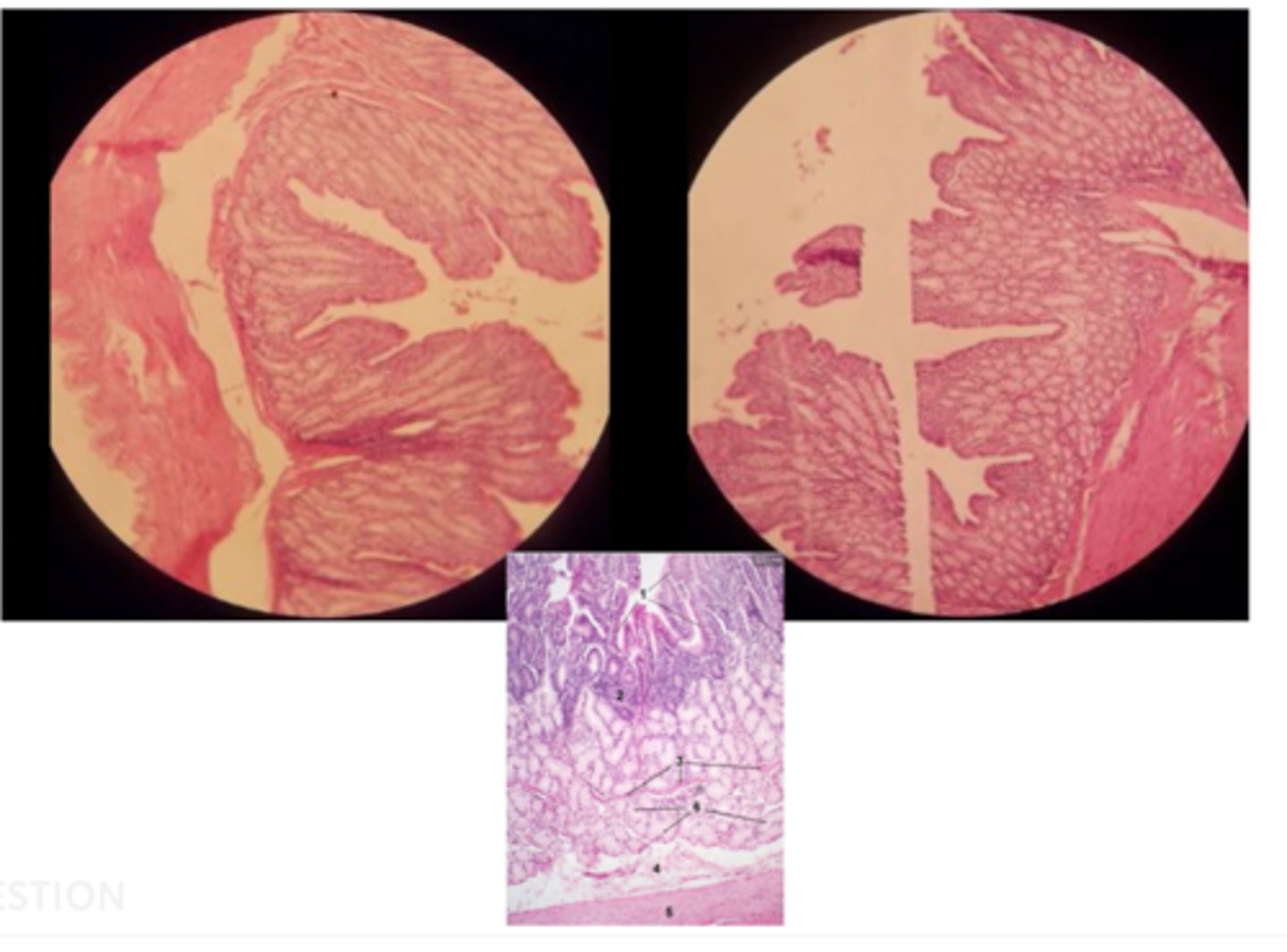 knowt flashcard image
