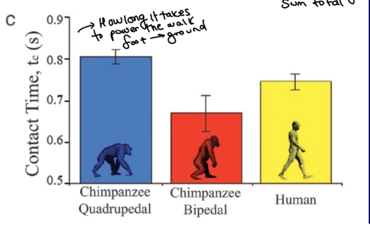 <p>Longer tc at a given speed than a bipedal chimp due to longer legs, lower V/tc and lower locomotor costs </p><p>Chimps generate more force at faster rates </p>