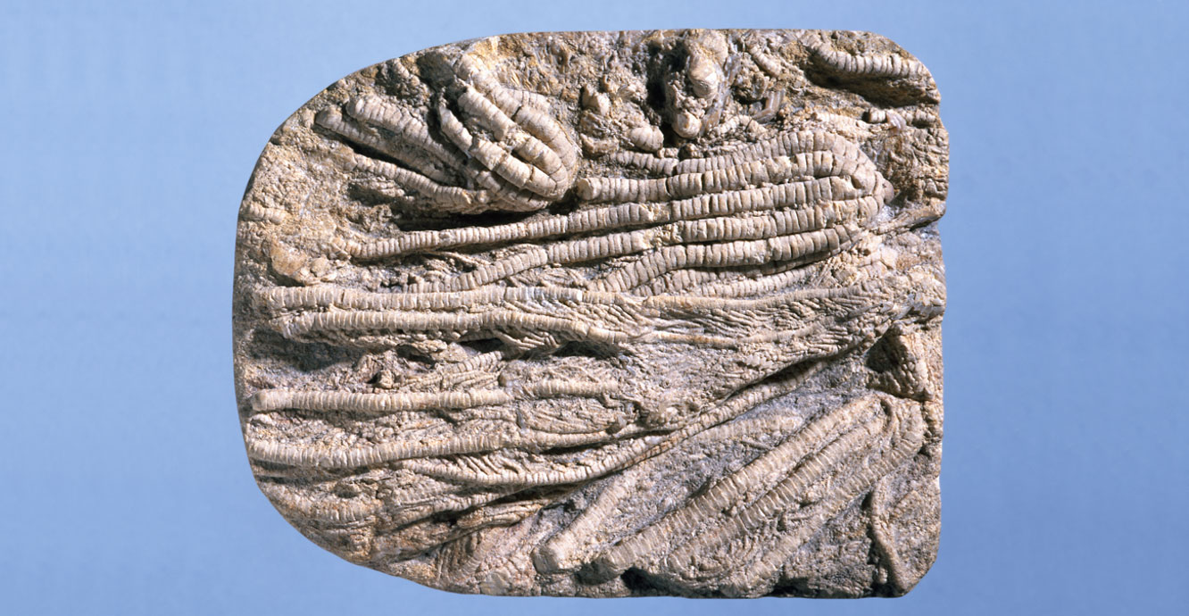 <p>What fossil is this?</p>