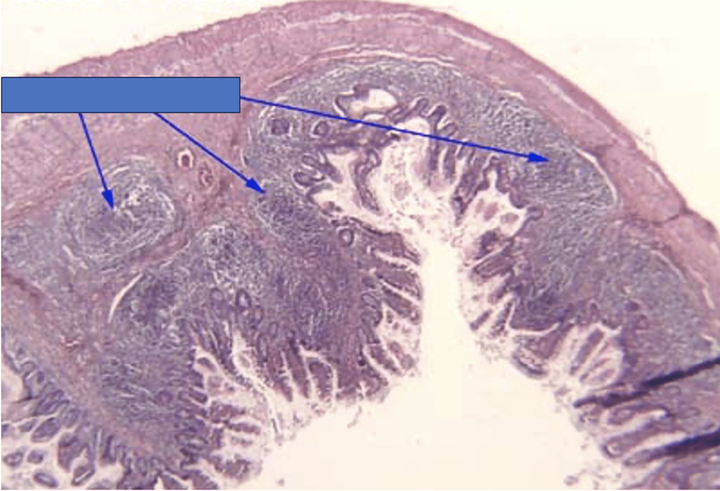 <p>Identify the organ</p>