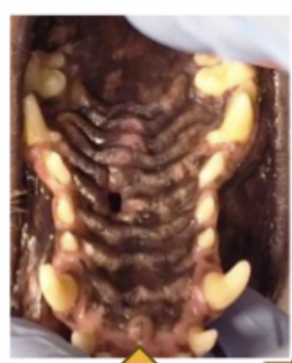<p>What are the transverse ridges of mucosa on the hard palate?</p>