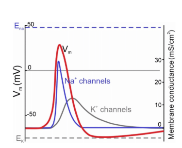 <ul><li><p>Na+ channels active = INC in membrane potential &amp; start of AP</p></li><li><p>K+ channels help membrane repolarize</p></li></ul><p></p>