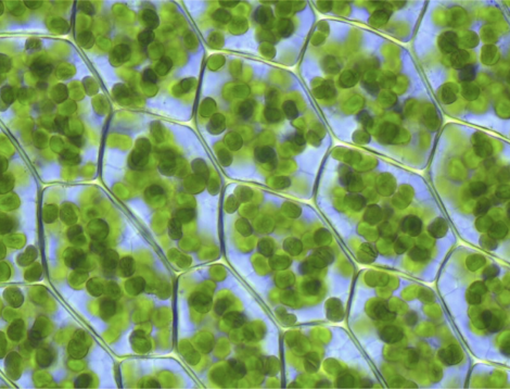 <ul><li><p>some organelles have a natural colour</p></li></ul><p>ex. chloroplasts : green</p><p>ex. mitochondria : brown (bc of pigments in ETC)</p><p></p>