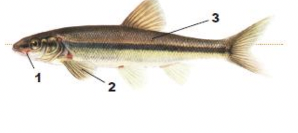 <p>1) thin barbel at corner of large mouth</p><p>2) large pectoral scales</p><p>3) spot on base of tail</p>