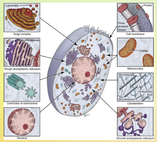<p>Nucleus, mitochondria, ribosomes, endoplasmic reticulum, Golgi complex, lysosomes, cytoskeleton</p>