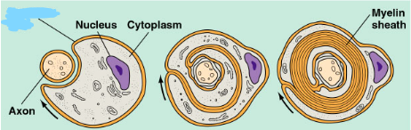 <p><span style="background-color: transparent;">Myelin-forming glial cells in the <u>peripheral</u> nervous system</span></p>