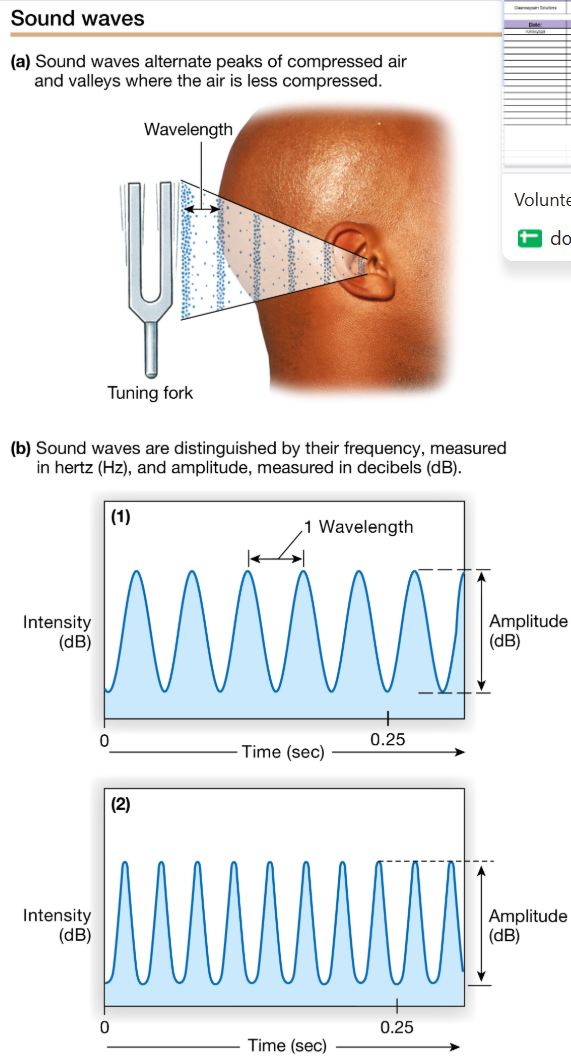 <p>Describe how sound is conducted to the cochlea and then how the sound<br>stimulates auditory receptors and results in action potentials</p>