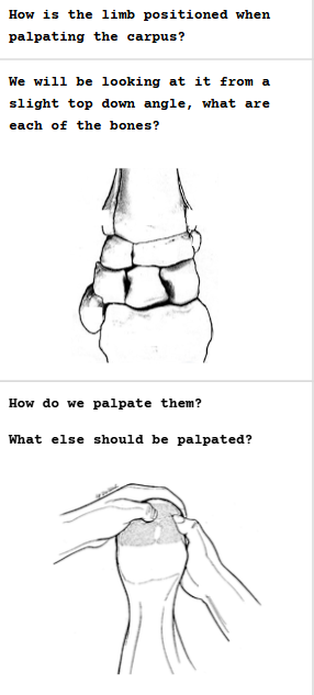 <p>Carpus Palpation</p>
