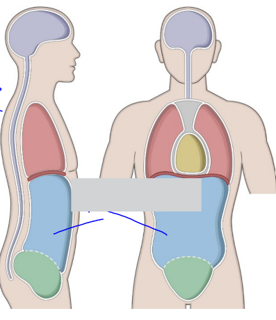 <p>Abdominal Cavity</p>
