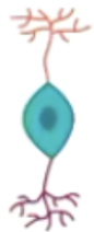 <p><span style="background-color: transparent; font-family: "Times New Roman", serif;">Used in specialised sensory systems like vision, hearing</span></p>