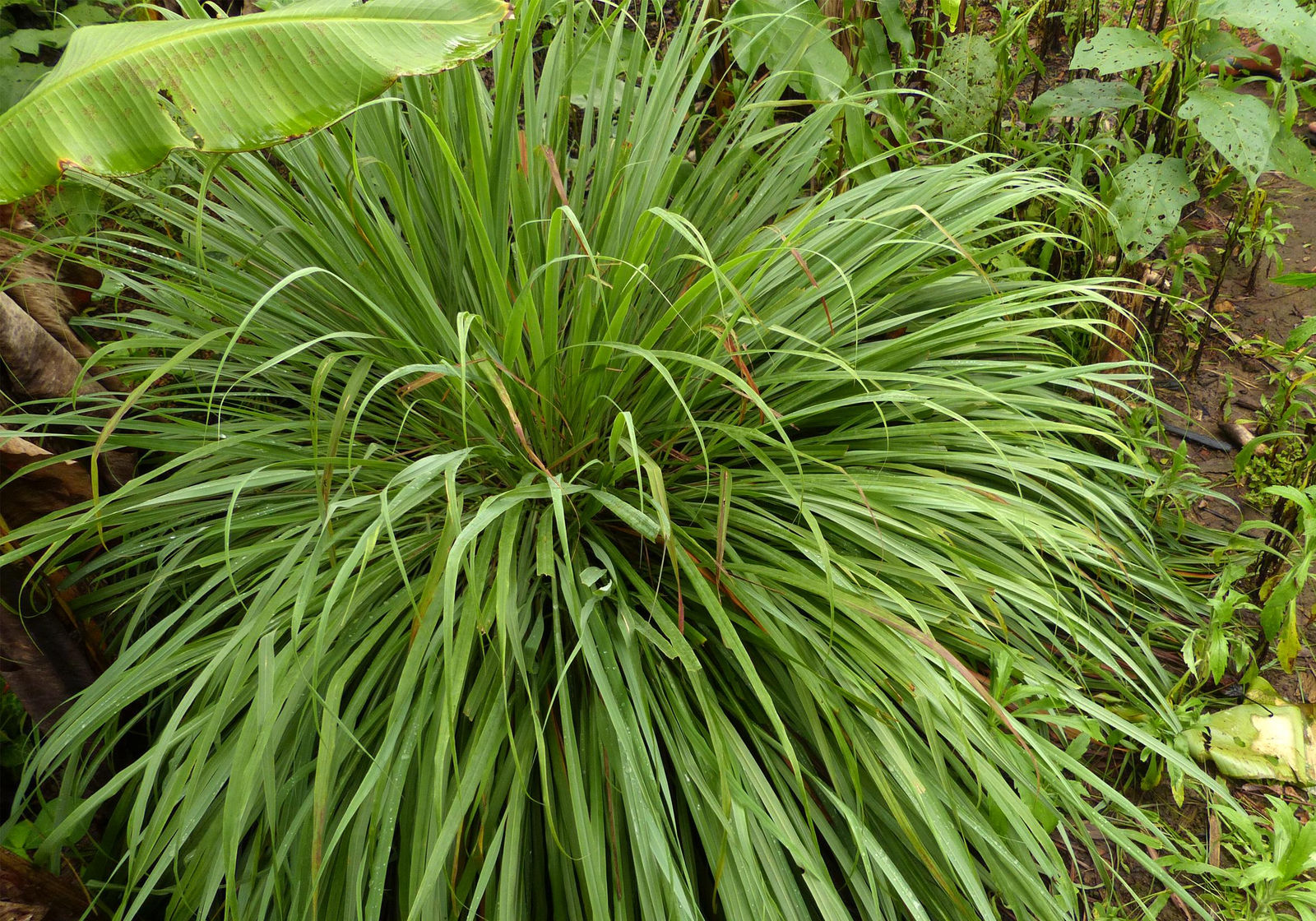 <p><strong>Common name</strong>: Tanglad, Lemongrass</p><p><strong>Part used</strong>: <span style="font-family: "Helvetica Neue", sans-serif;">Leaves, stalks</span></p><p><strong>Uses</strong>: Carminative, diaphoretic, analgesic, diuretic; antimicrobial, anti-inflammatory</p><p><strong>Constituents</strong>: <strong>Geraniol</strong>, <strong>citral</strong>, <strong>citronellal (monoterpenes)</strong>; quercetin, kaempferol (flavonoids), tannins, saponins, phenolics</p>
