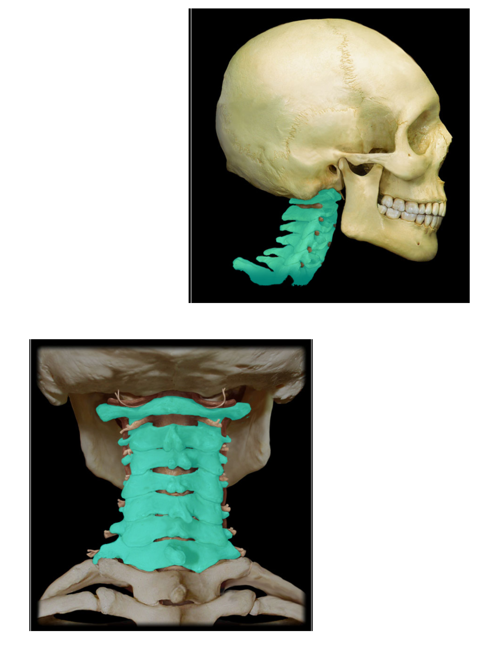 <p>Cervical vertebra</p>