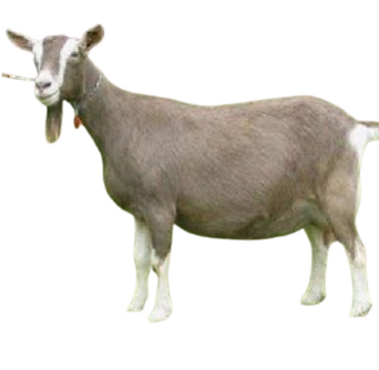 <ul><li><p>Milk type</p></li><li><p>2-3 liters/day of mlik</p></li><li><p>Switzerland</p></li><li><p>Brown coat with white markings, erect ears, good milk quality</p></li></ul><p></p>
