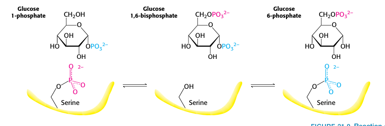 <p>Glucose-6Phosphatase</p>