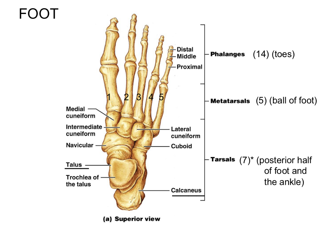 <p>Tarsals=Ankle <strong>The Foot</strong></p>