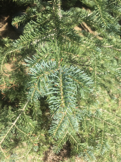long thin leaves across twig, cruciform pattern (higher elevation)