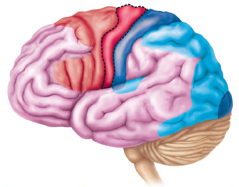 <p>Damage to the circled area may cause what symptoms?</p>